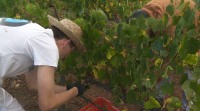 A vendima empeza por fin no Ribeiro con moita uva e de calidade