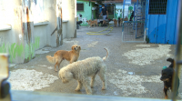 Avalancha de voluntarios para acoller temporalmente mascotas do refuxio de Cambados