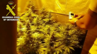 A Garda Civil incautouse no Porriño dunha plantación de marihuana