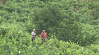 Os fungos poñen en risco a colleita da uva na Ribeira Sacra