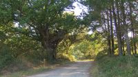 Unha árbore con lenda, na Pobra do Brollón, quere ser senlleira