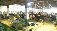 Regresan os concursos de vacas leiteiras despois de dous anos