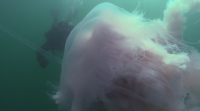 Xingantesco exemplar de medusa nas augas de Cangas