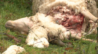 Os lobos matan varias ovellas no centro de Cerceda