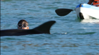 Un golfiño desorientado achégase ata un areal de Porto do Son