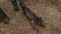 A caza do xabaril en Xermade retómase con polémica