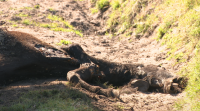 Xa non quedan poldros na cabana ceiba de Poio, onde os lobos volveron atacar e mataron dúas eguas