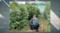 Incáutanse dunha plantación con 12 plantas de marihuana en Barro