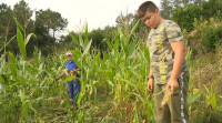 Os xabarís estragan plantacións de millo no concello de Negreira