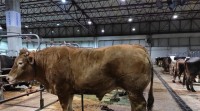 Véndese en Silleda un boi por case 7.000 euros