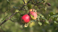 O tempo da primavera e un mes de xullo sen chuvia pasan factura á colleita de mazá na Estrada