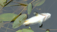 Un milleiro de peixes mortos no río Xallas en Santa Comba por unha vertedura