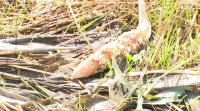 A Xunta estuda declarar a emerxencia cinexética temporal en zonas de Galicia para afrontar os danos causados polo xabaril
