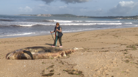Un caldeirón morto aparece sobre a area na praia da Lanzada