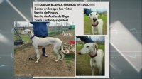 Buscan unha cadela de raza galgo desaparecida en Lugo