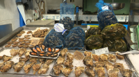 Nécoras, lumbrigantes, cigalas e percebes, os mariscos de tempada máis caros