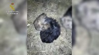 A Garda Civil investiga dúas persoas de Negreira por maltrato animal
