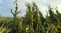 O vento e a chuvia deixan importantes estragos en plantacións de millo