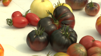 Un agricultor de Ortigueira cultiva máis de 40 variedades de tomates