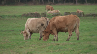 O sector gandeiro indignado pola campaña do Ministerio de Consumo para reducir a inxesta de carne
