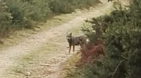 Piden accións de control ante a proliferación de ataques do lobo en Vimianzo