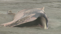 Aparece unha balea morta na praia de Balarés, en Ponteceso
