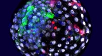 Científicos españois crean por primeira vez embrións con células humanas e de mono
