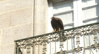 Hostaleiros de Ourense contratan unha aguia para escorrentar as pombas