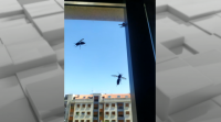 As vespas velutinas atemorizan os veciños dun edificio de Poio