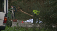Morre un operario ao caerlle enriba unha árbore en Mondariz