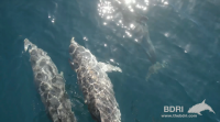 Localizan 150 golfiños molares a varias millas fóra de Ons