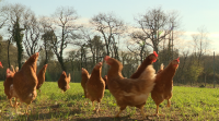 Galicia, segunda produtora en España de ovo ecolóxico