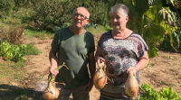Unha horta de Castro de Rei produce cebolas de case dous quilos de peso