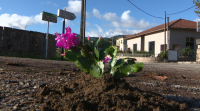 Un veciño do Porriño demanda o arranxo das fochancas plantando nelas flores