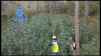 A policía desmantela en España máis de 800 plantacións de marihuana
