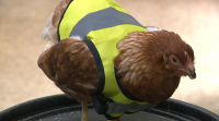 Tendas agrarias ofrecen chalecos reflectores para facer visibles as galiñas