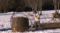 A neve conxelada dificulta o traballo dos gandeiros e a vida dos animais