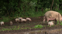 Medo entre os produtores de porcino de Lugo a que o xabaril contribúa a estender a peste