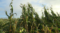 A chuvia e o vento da fin de semana estraga as colleitas de millo en diferentes comarcas