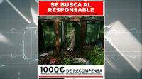 Ofrecen 1.000 euros para dar coa persoa que aforcou un gato en Baiona