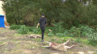 Cinco ovellas mortas nun ataque do lobo en Monterrei
