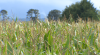 Boas previsións nas plantacións galegas de millo forraxeiro