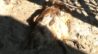 Morren máis de 60 animais de inanición nas Neves