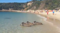 Tres xabarís báñanse nunha praia de Setúbal