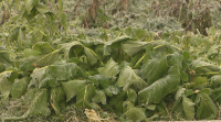 A friaxe deixa os seus efectos nos produtos de horta de inverno
