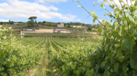 Unha adega de Arbo somerxe cen botellas de viño no Mediterráneo para a crianza