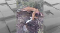17 cans matan e devoran unha vaca e unha egua en Ponteareas