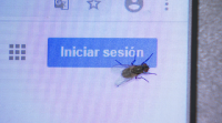 Por que resultan as moscas máis molestas estes días?