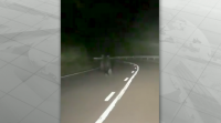 Un oso perdido nunha estrada de Asturias deambula poñendo en risco a súa vida e a dos condutores