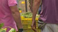 As treboadas ameazan a vendima en Valdeorras